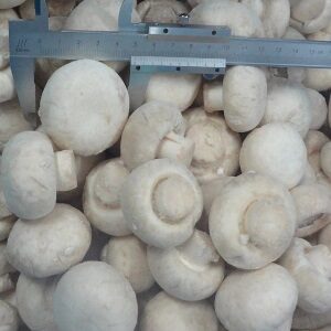 Fresh And White Frozen Mushroom