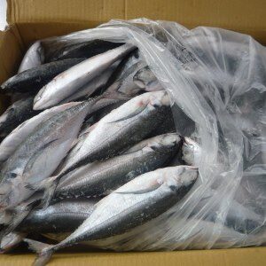 Frozen Horse Mackerel