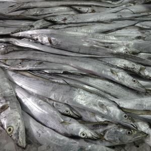 Ribbon fish grade A # Fresh /Frozen