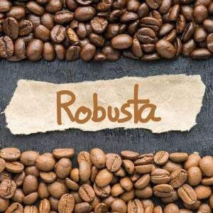 Robusta coffee beans