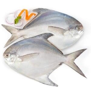 White Silver Pomfret Fish