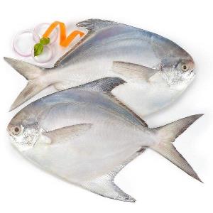 White Silver Pomfret Fish