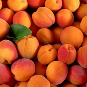 Apricot