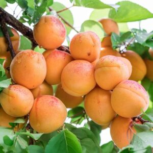 Apricot