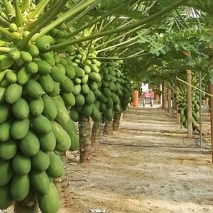 papaya fruit